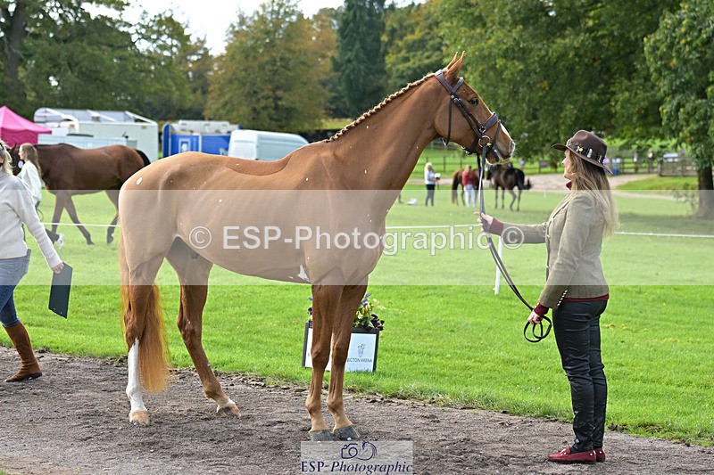 241023-131709-00179 - 010-Julia.Norman-SCOTCH.ON.THE.ROCK'Z