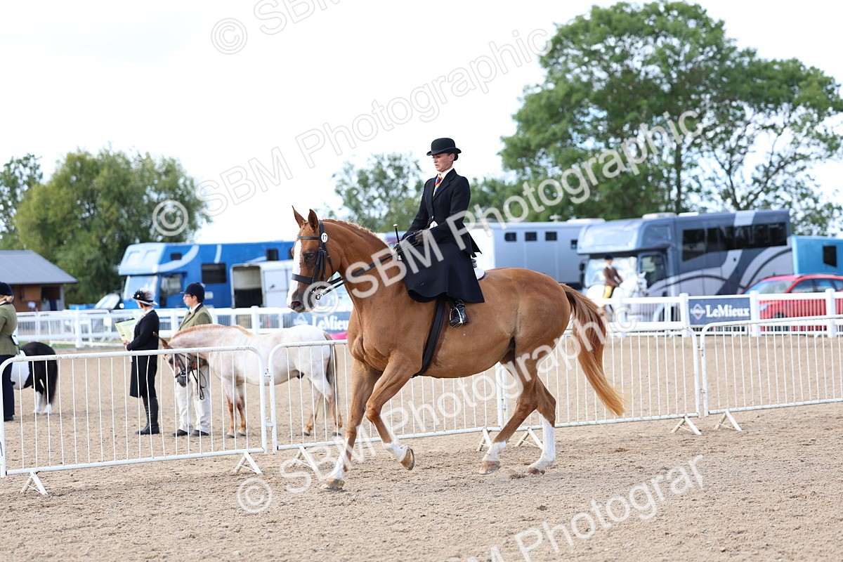 SBM_11205 - Class 306 - Ridden Foreign Breeds - Part Bred