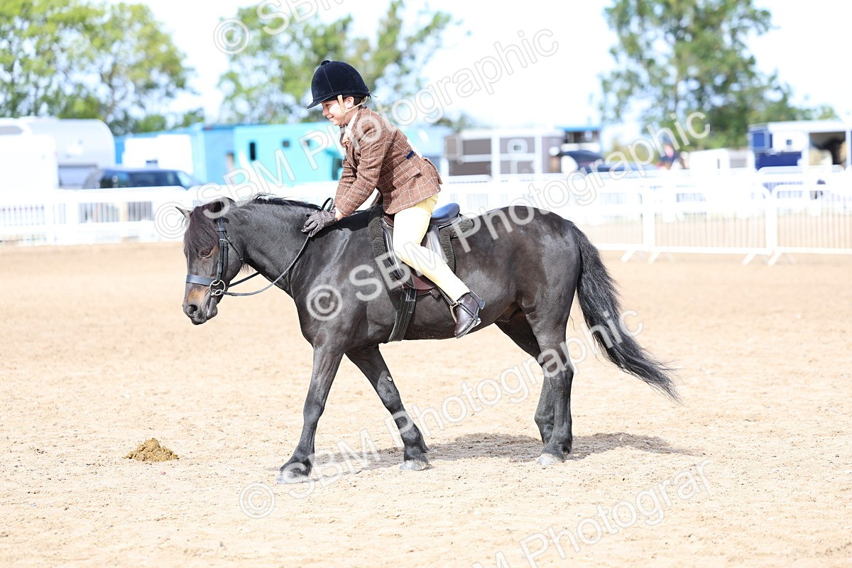 SBM_01904 - Class 18 - Handsomest Gelding - IH or Ridden