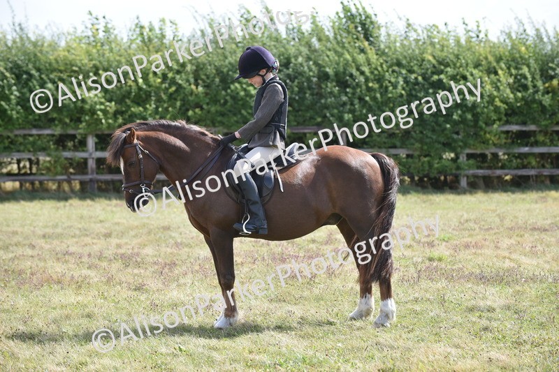 20250831-3937 - Class 11 - Working Hunter Pony 13hh and Under
