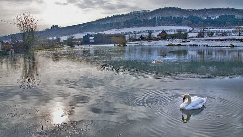 Winter 7 Swan Lake on Ice_6995 - Earth Element