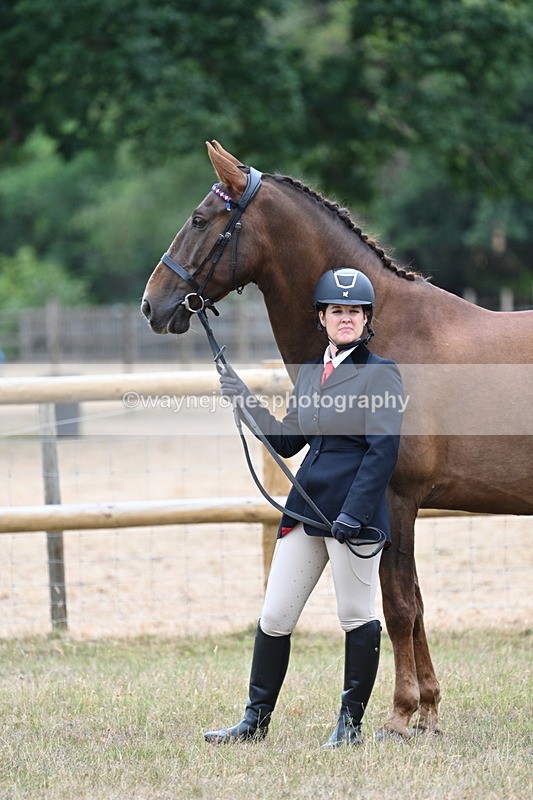 WJ7_9814 - Class 5a Most Handsome Gelding (above 14.2hh)