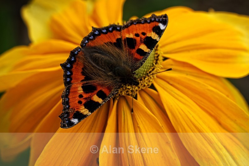 DSC00330 - Fauna