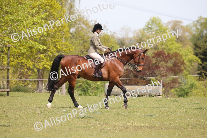 20260426-4293 - Class 34 - Best Riding Horse Over 14.2hh