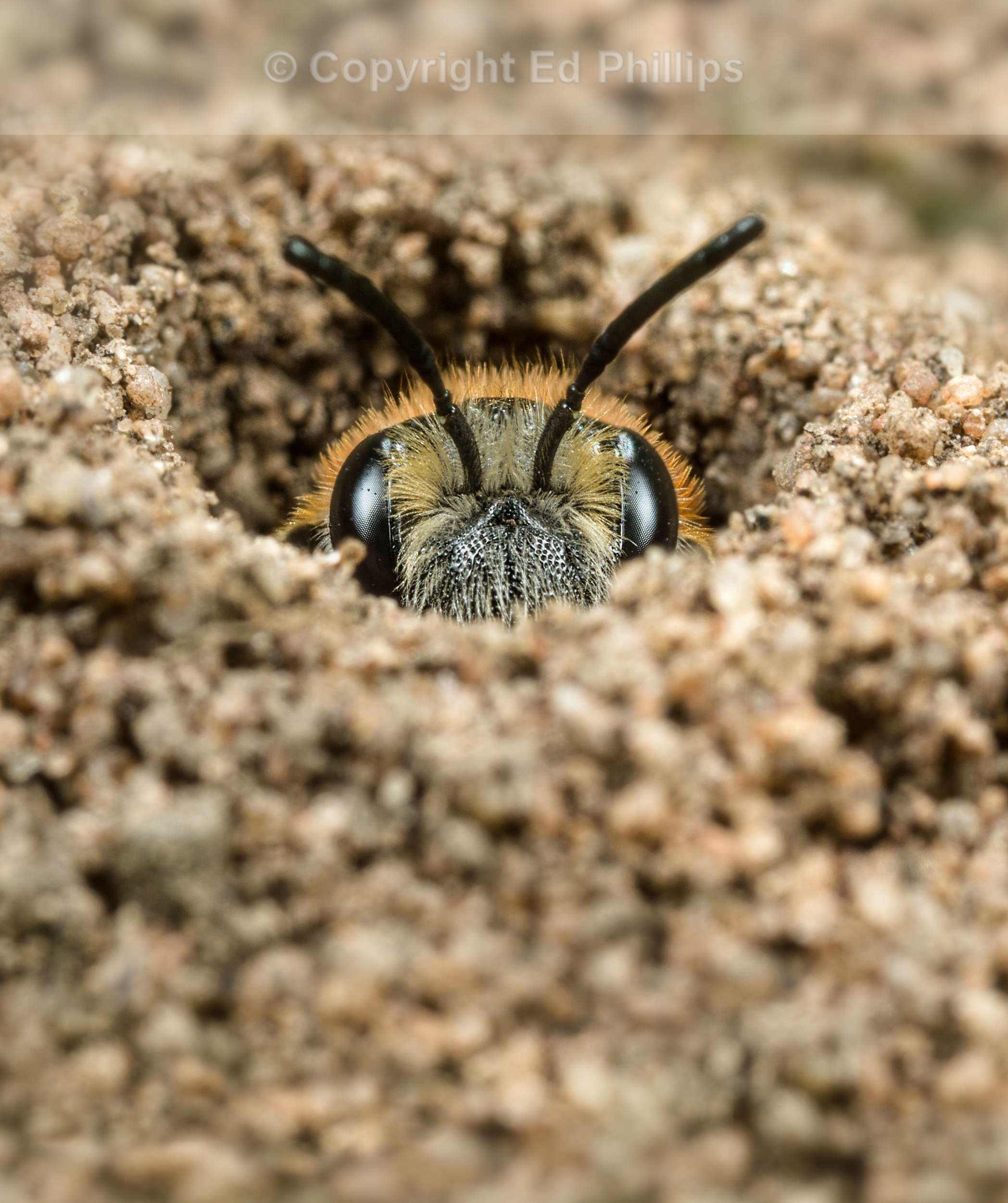 Mining Bee