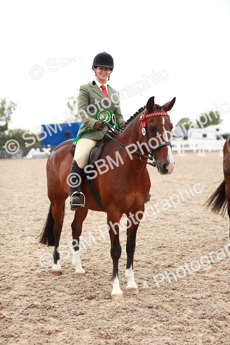 SBM_17636 - Class 215 Ridden Hack/ Riding Horse