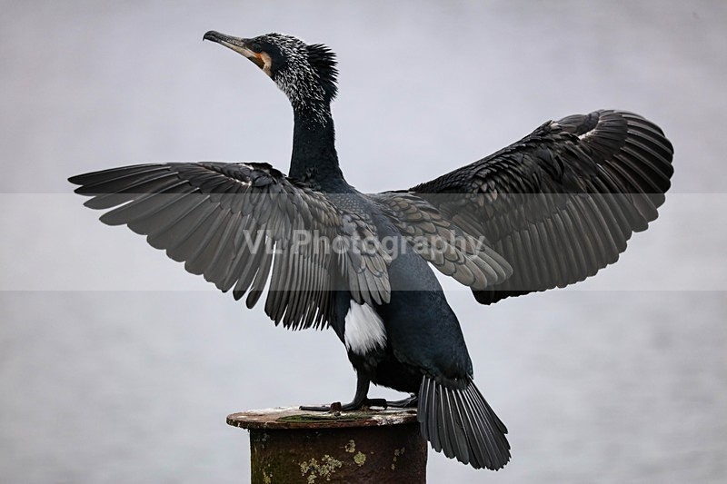 Cormorant - Animals and Birds