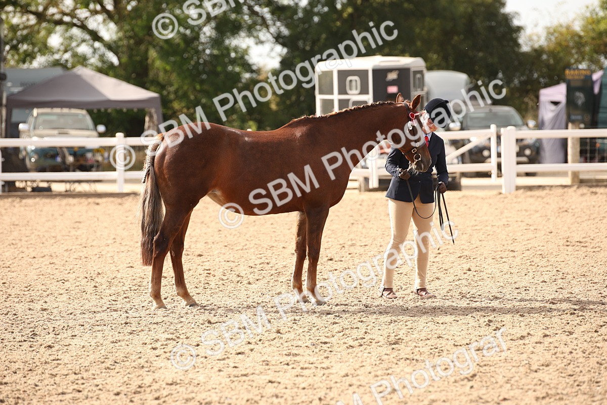 SBM_08169 - Class 27 - IH Competition Horse-Pony