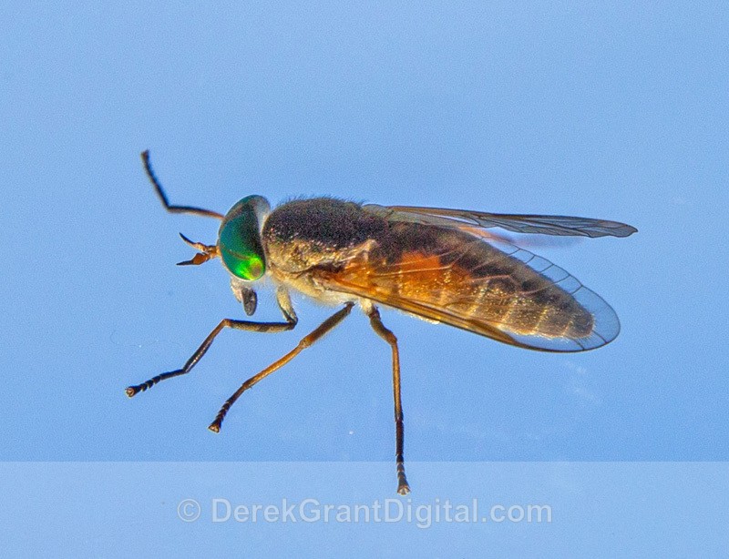 Saltmarsh Greenhead Horsefly - Bees, Beetles, Bugs