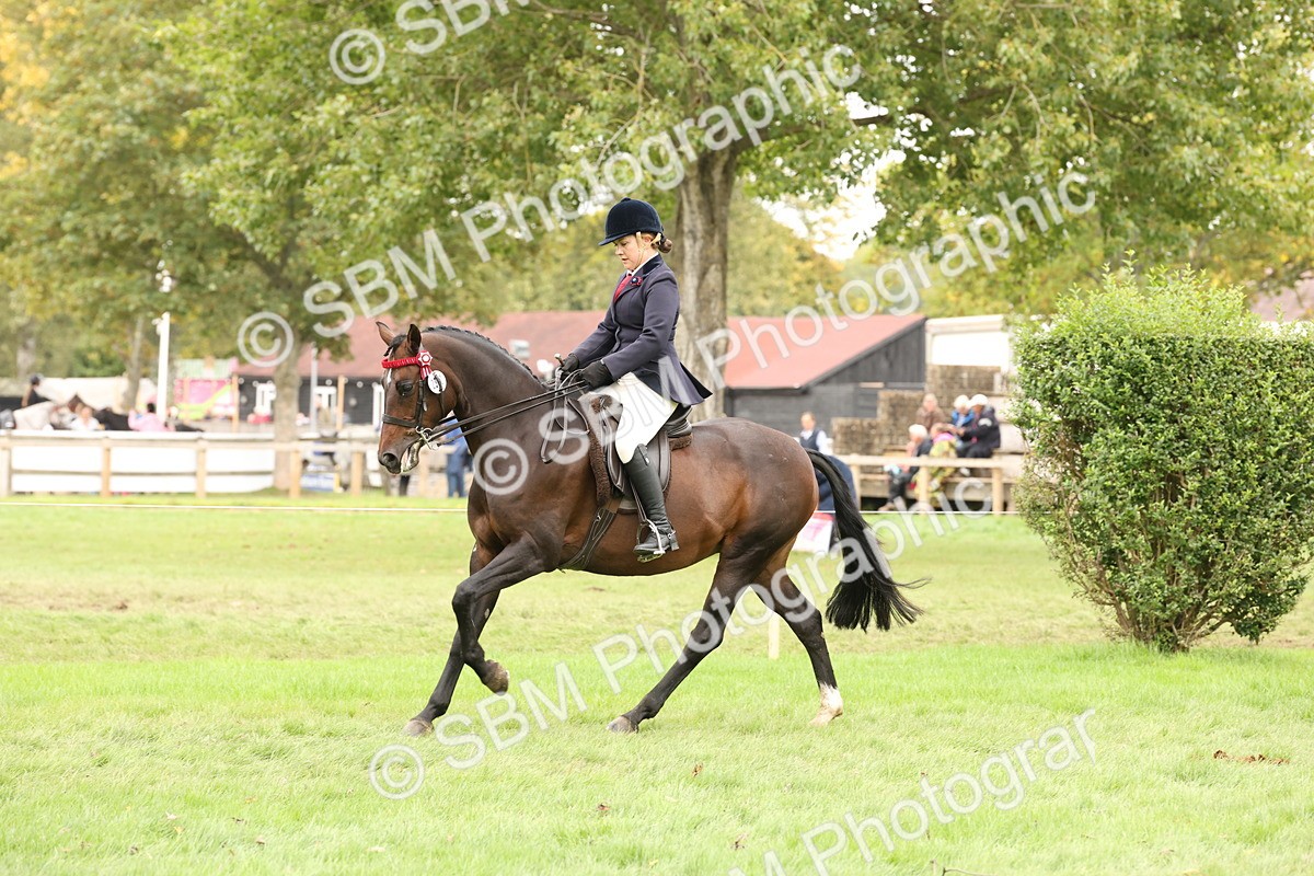 SBM_64243 - S65 - Riding Horse & Hack & Thoroughbred Ridden