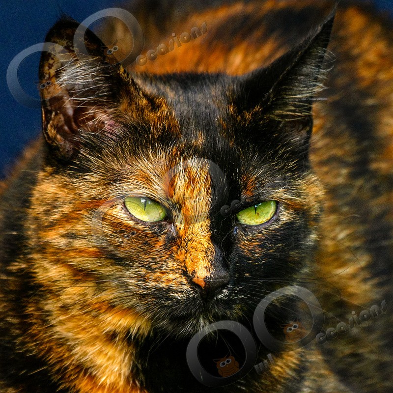 Cat domestic- - Pet Photography