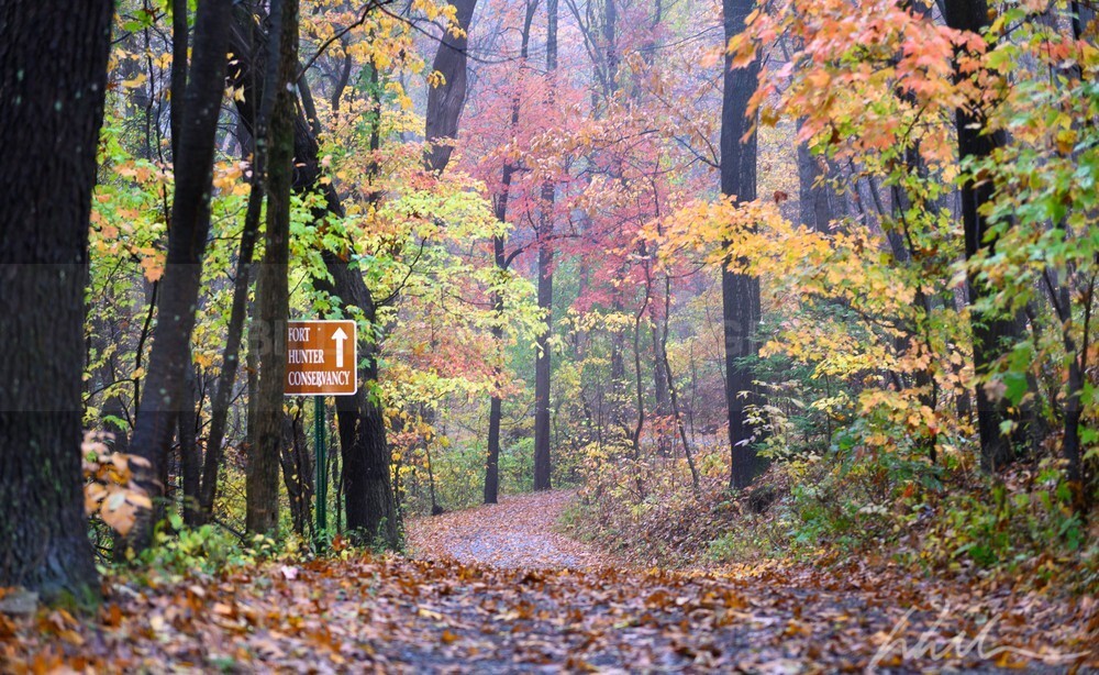 DSC_4039 - Autumn