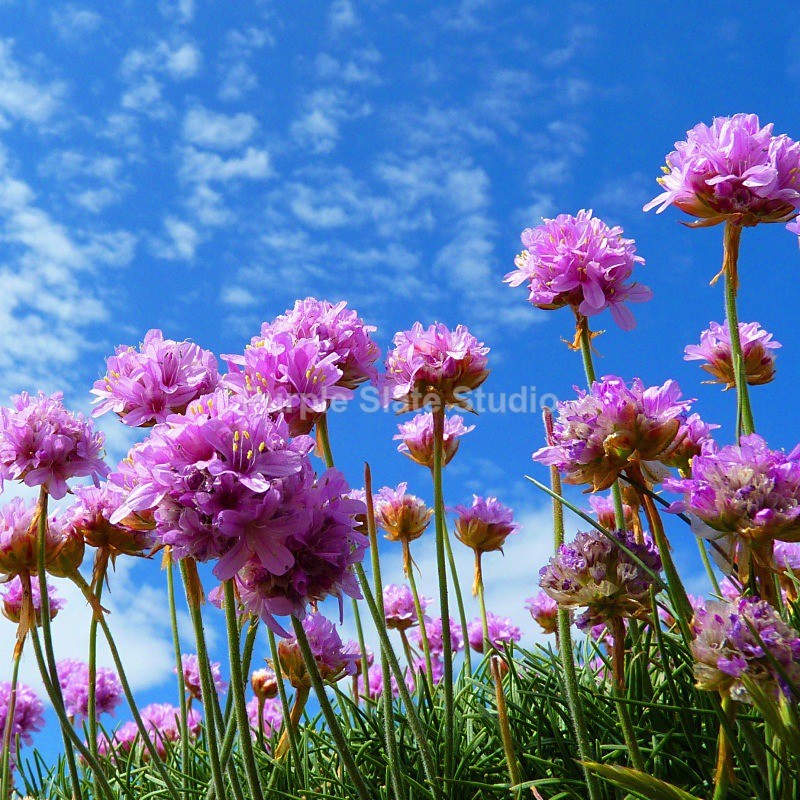 Purple Slate Studio: Sea Thrift