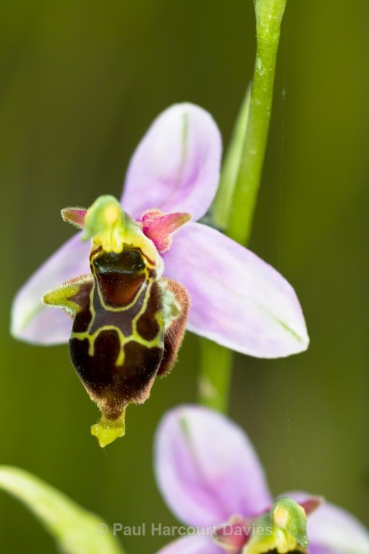(Hybrid Bee orchid x late spider orchid (Ophrys apifera X O.fuciflora = O.x albertiana) - Orchids - Ophrys