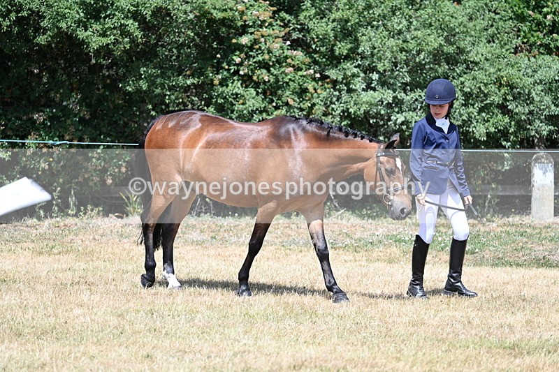 WJ7_2163 - Class 5 Most Handsome Gelding (up to 14.2hh) in hand