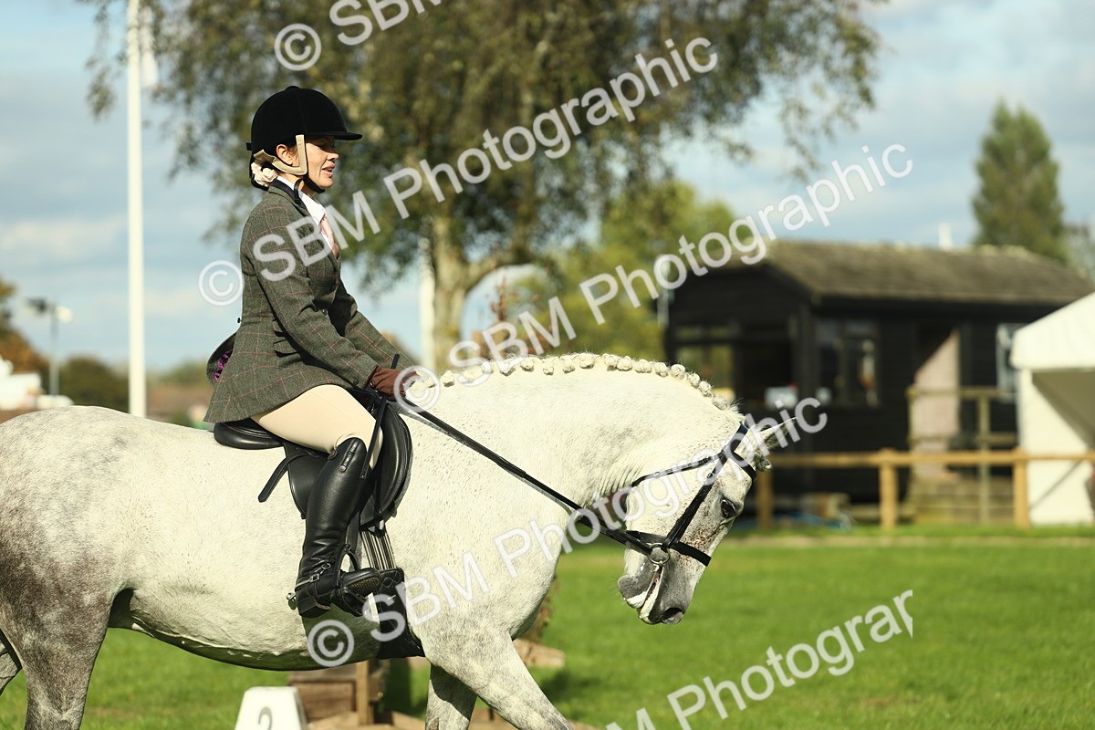 SBM_50653 - S33 - Working Hunter & Working Show Horse