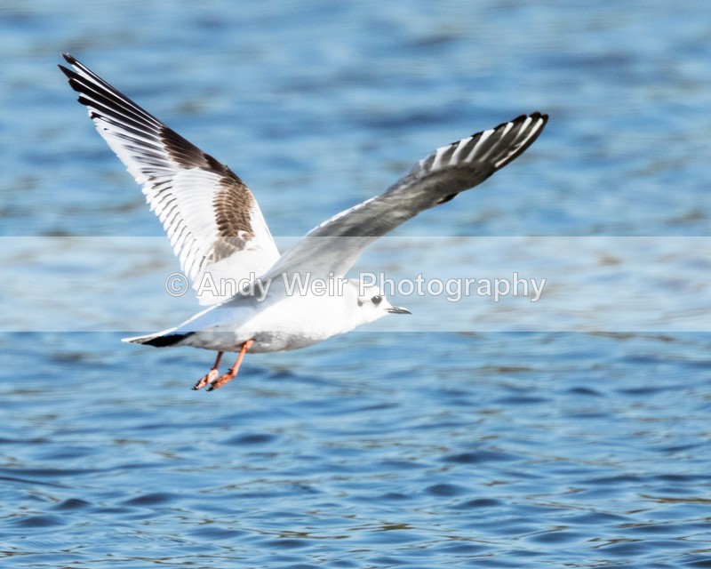 20160420-8E0A3522 - Gulls