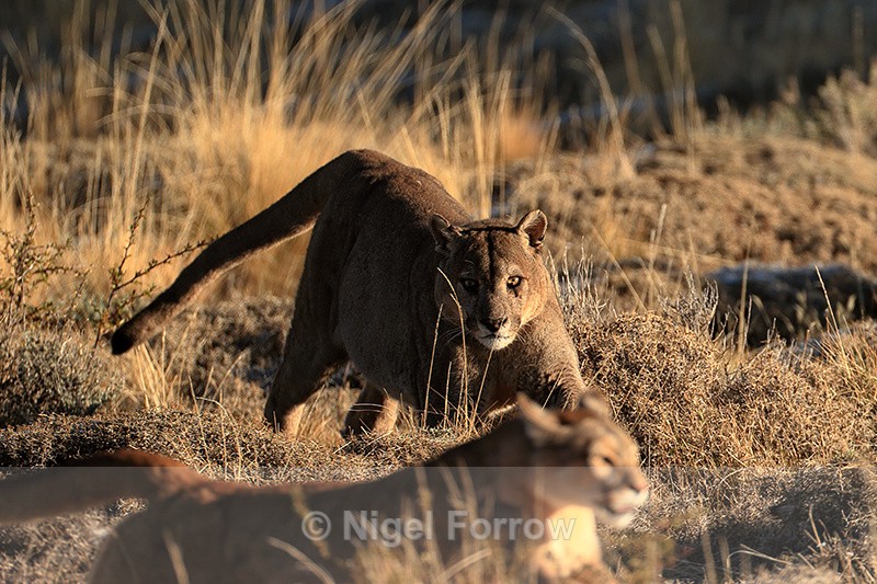 Puma Dark chases Puma Rupestre away from carcass (frame 4) - Puma