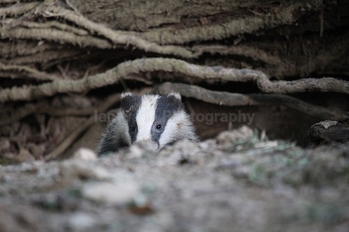  - Wildlife, Mammal Photography, Great Britain