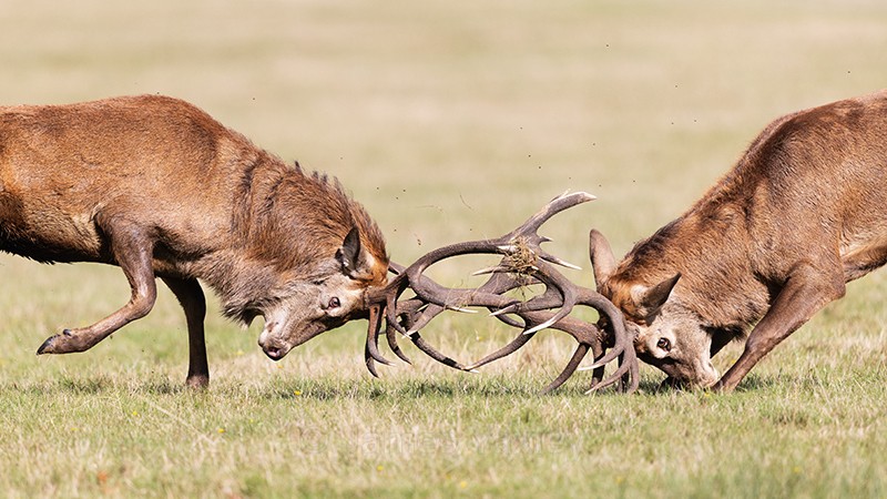 Fighting Red Deer Stags Website - Latest Work