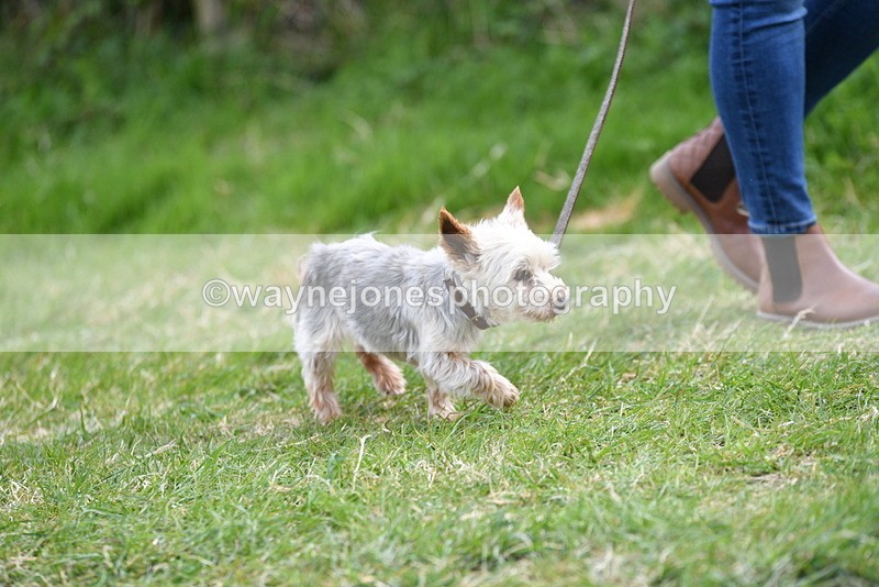 WJ5_9945 - Class 5 Best Veteran / 7 years & over