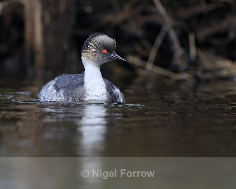 Silvery Grebe, dark background, Falklands - Silvery Grebe