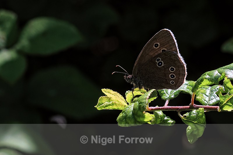 Ringlet, Seacombe Bottom, Dorset - INSECTS