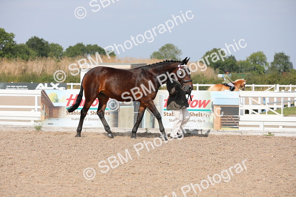 SBM_15687 - Class 312 IH Competition Horse/Pony