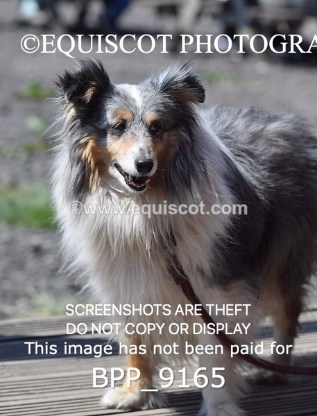 BPP_9165 - CLASS 5 60CM