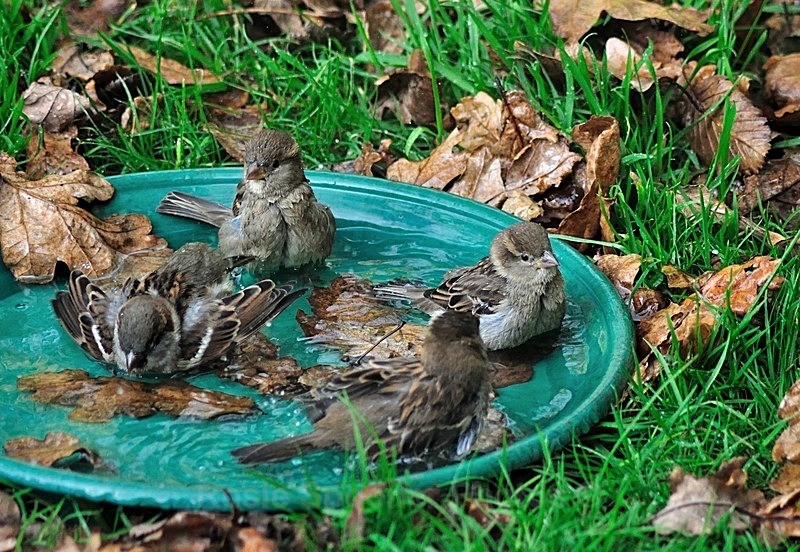 Sparrows enjoying an autumn bath - Wildlife and Nature