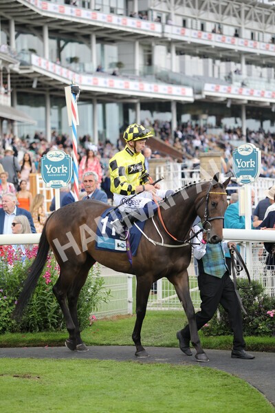 yr18082022r7-17 - Race 7 5.20pm British Stallion Studs EBF Fillies' Stakes