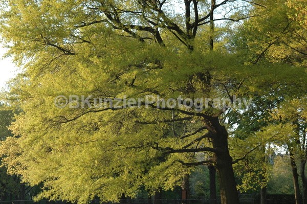  - Central Park Springtime