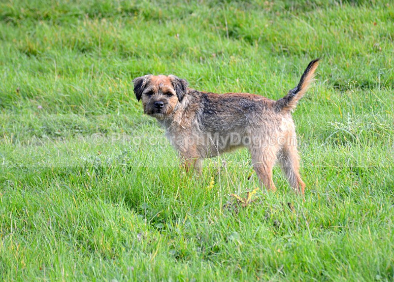  - Border Terriers