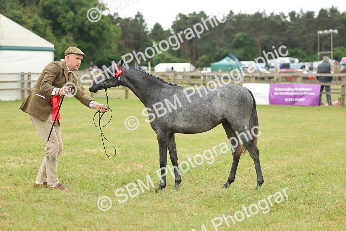 SBM_05380 - Class 68-73 - Riding Pony Breeding