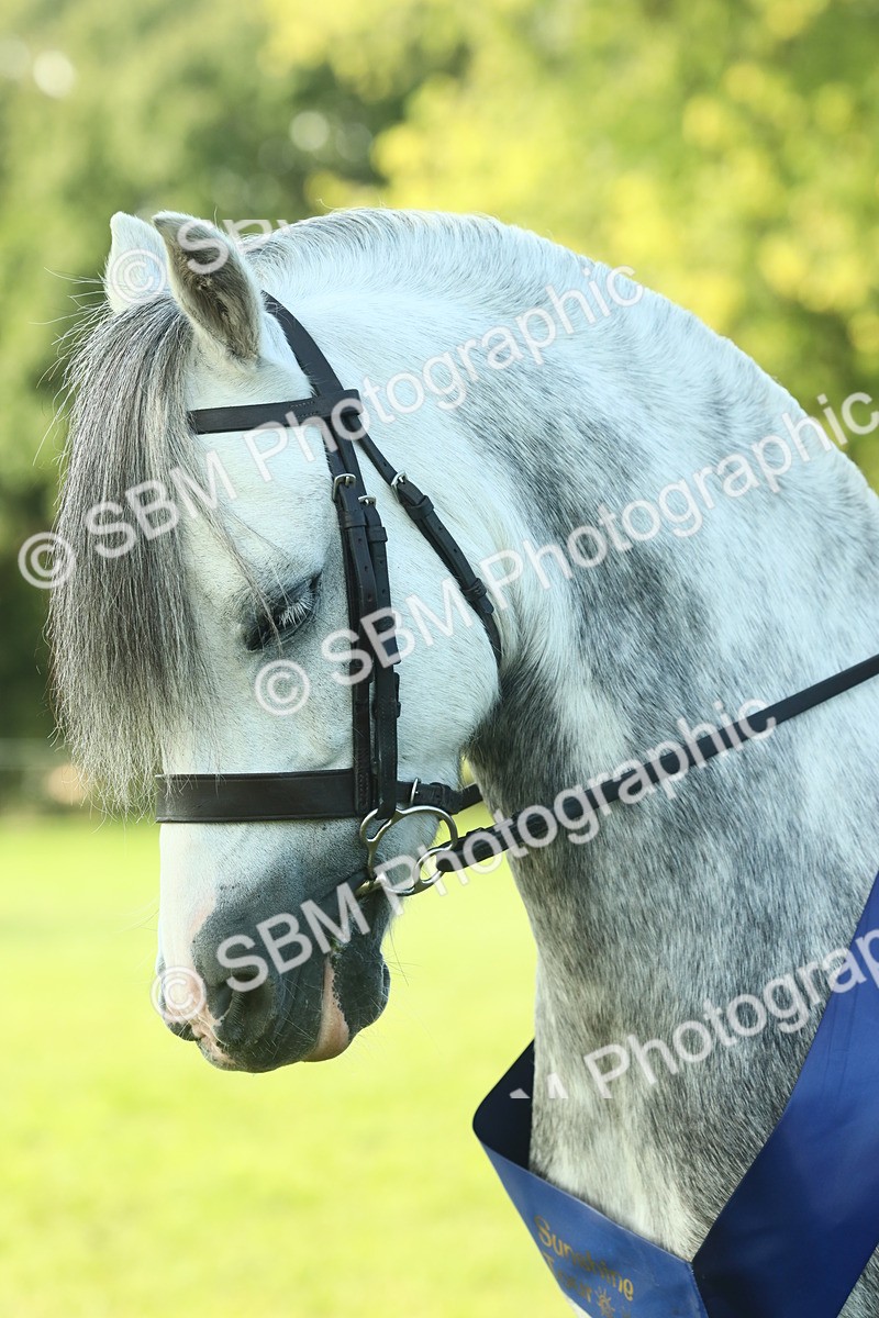 SBM_61111 - Starter Supreme Championship