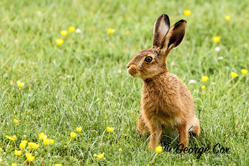Brown Hare - Mammals