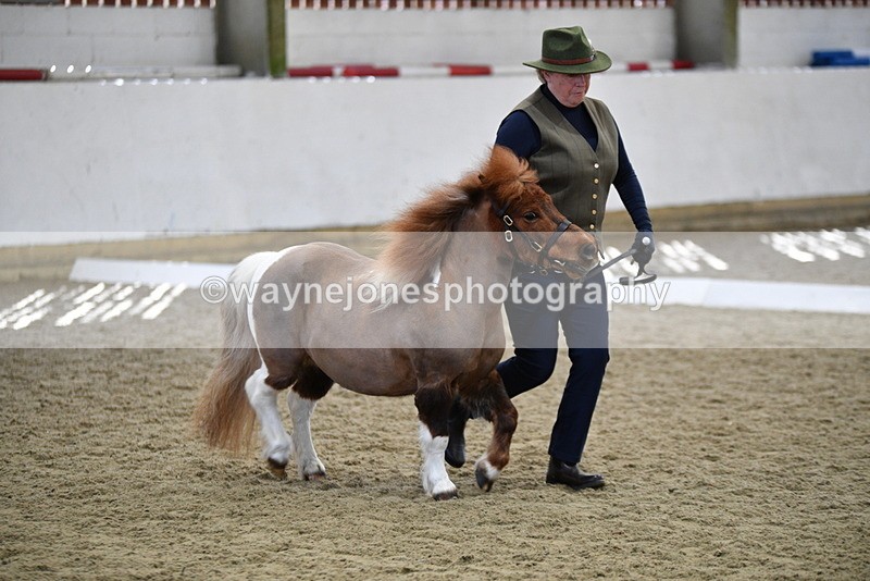 WJ5_4867 - Class 7 In hand coloured / odd coloured