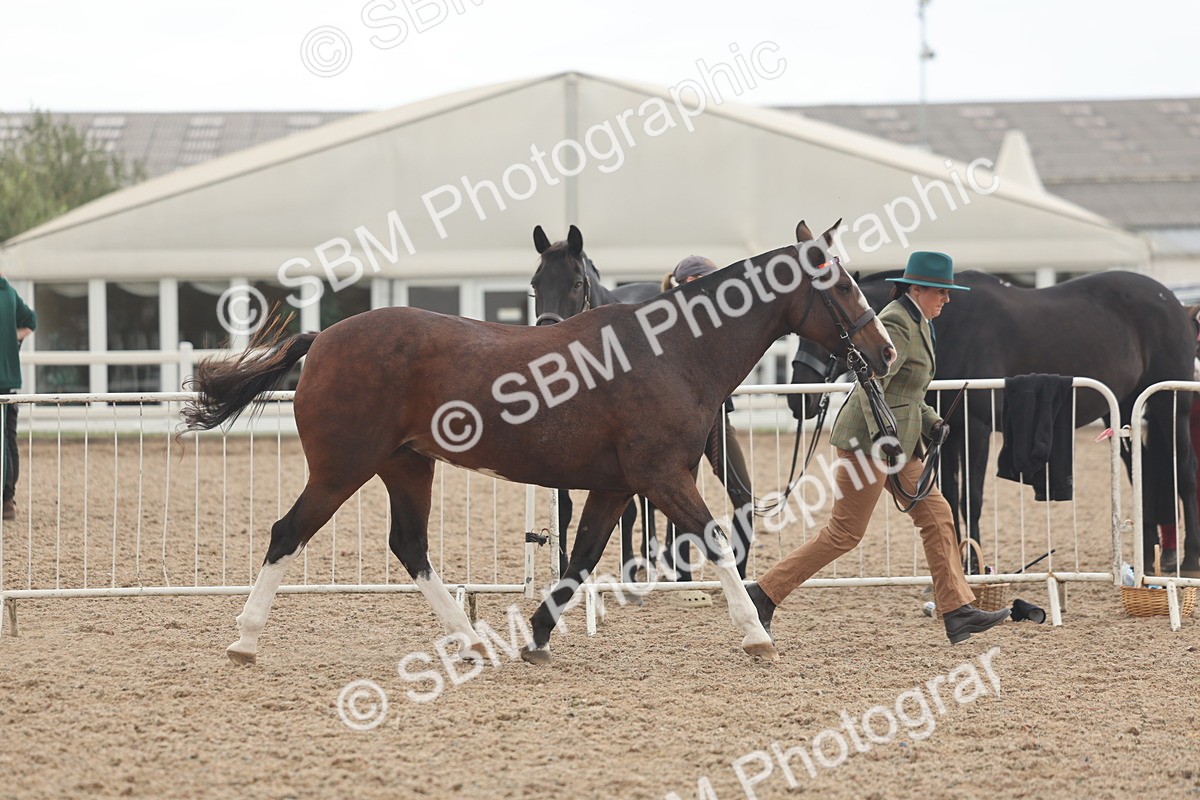 SBM_07613 - Class 26 - IH Foreign Breeds - Part Bred