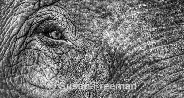 Elephants eye - Other Animals