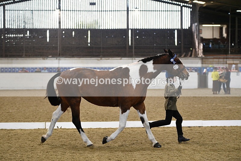 WJ5_3853 - Class 5 In Hand Veterans