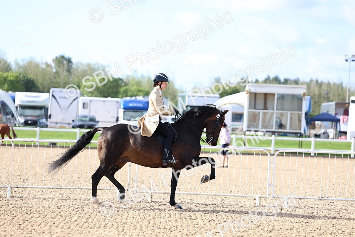 SBM_09108 - Class 303 - Ridden Pure Bred Horse Pony