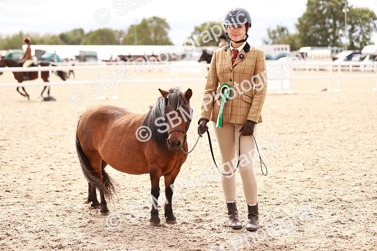 SBM_18272 - Class 416 - Prettiest Mare (IH or Ridden)Jnr