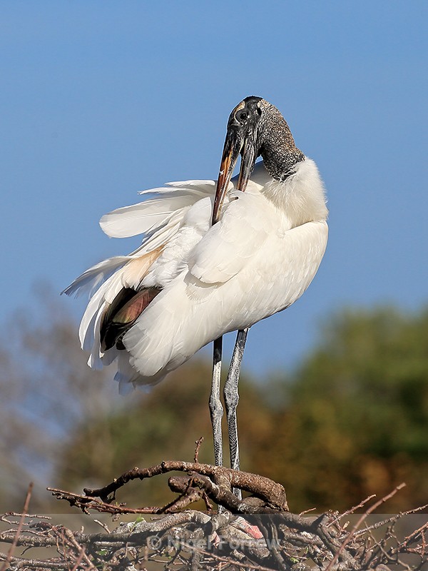 Wood Stork preening, Wakodahatchee Wetlands, Florida - Wood Stork