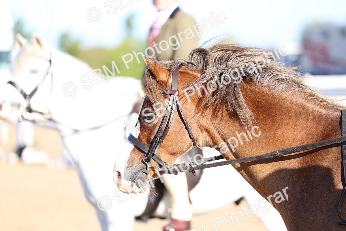 SBM_07834 - Class 301 - Ridden M&M - Small Breeds