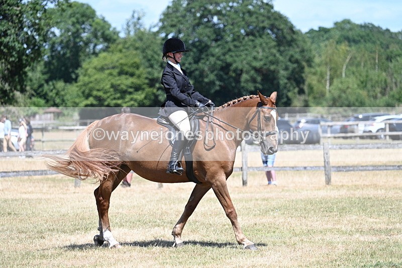 WJ7_2983 - Class 7 Riding Club Show Horse