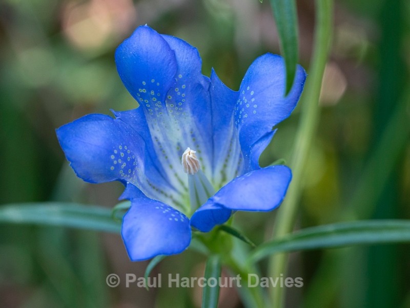 Marsh gentian (Gentiana pneumonanthe - Flower Portraits