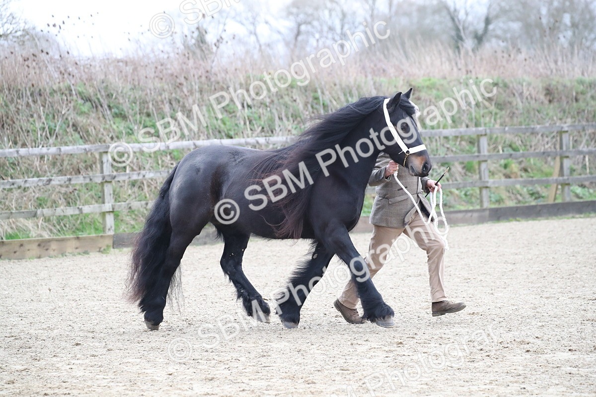 SBM_004032 - Class 1-4 - Young Stock classes Inc. In Hand Championship