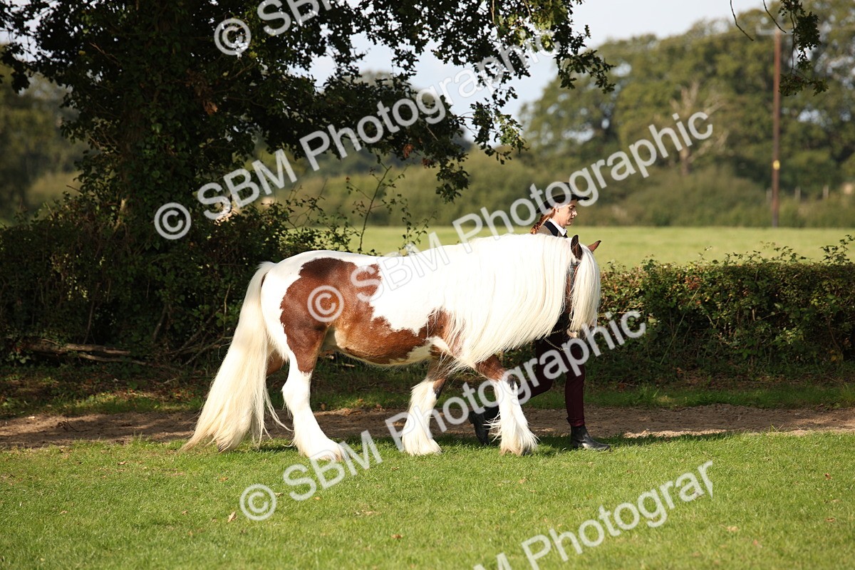 SBM_62156 - S55 - Traditional Cob In Hand