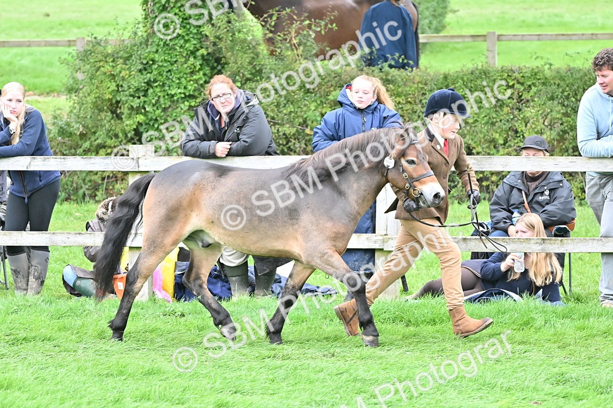 SBM_61004 - S48 - Mountain & Moorland In Hand Small Breeds