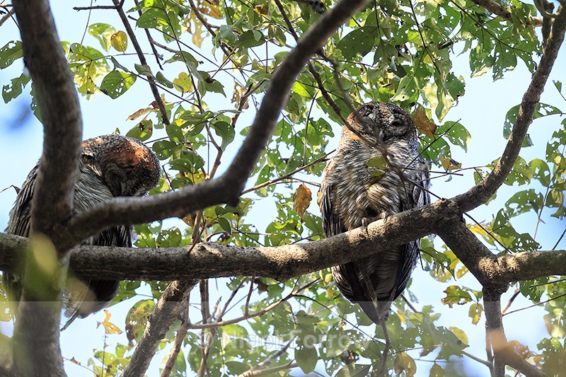 Mottled Wood Owls, Bandhavgarh Tiger Reserve, Madhya Pradesh, India - Mottled Wood Owl